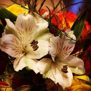 Meet your Posher, Marilyn